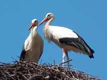 cigogne