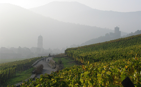 Kaysersberg vue des vignes d'alsace