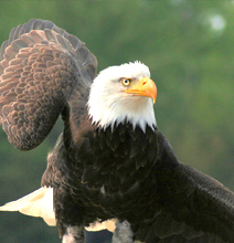 volerie des Aigles